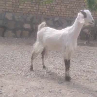 بزقاله ماده چاق نژاد دار