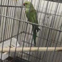 طوطی ملنگو نر