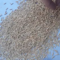 بذر یا شلتوک فجر صدرصد خالص گرگان