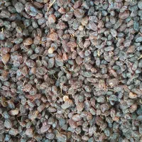 کشمش محلی تاکستان