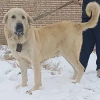 واگذاری سگ عراقی سنگین وزن