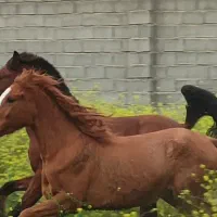 نریون عرب|اسب و تجهیزات اسبسواری|تهران, جوادیه|دیوار