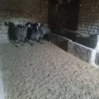 فروش توخلی نژاددار