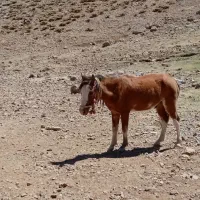 اسب