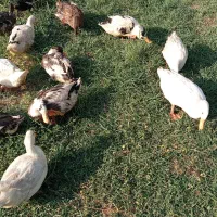 ۴ تا اردک نر ۶ ماهه سالم و سرحال برای معاوضه