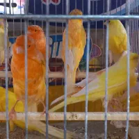 فروش ۸ عدد قناری نر سوپری تکی وتعداد|پرنده|نهاوند, |دیوار