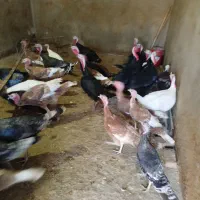 بوقلمون محلی