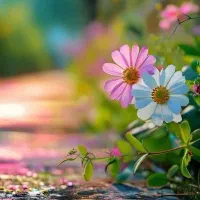 زمین-انجیر-و-انار