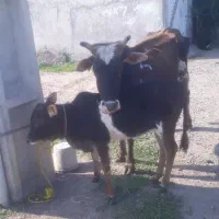 گاو وگوساله ماده چالوسی                لیشه ورزا