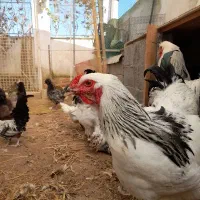 زینتی، گلین، لهستانی بلو، برهما|حیوانات مزرعه|رودسر, |دیوار