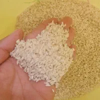 فروش برنج عنبر درجه یک