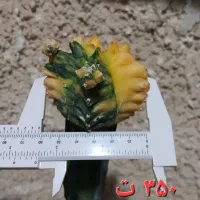 انواع کاکتوس پیوندی