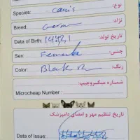 واگذاری سگ ژرمن|سگ|بم, |دیوار