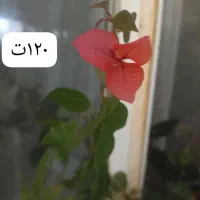 گلهای زیبا|گل و گیاه طبیعی|ارومیه, |دیوار