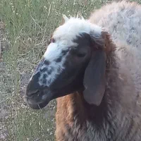 گوسفند سالم کشتاری