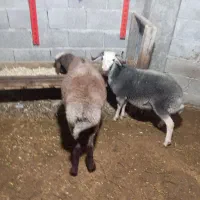 دوتا گوسفند نر یکی ۳۰کیلو یکی ۵۰کیلو