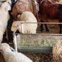 فروش ۴راس بره