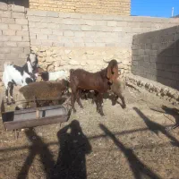 یک کره چپش داشتی درجه یک