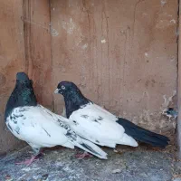 فروش دو کبوتر سینه ای وکله ای|پرنده|بم, |دیوار