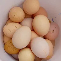 تخم مرغ نطفه دار