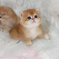 فروشگاه گربهها ( پرشین / بریتیش / اسکاتیش )|گربه|شیراز, ارم|دیوار