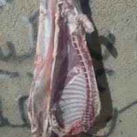 قصاب و سلاخ ذبح گوساله و گوسفند