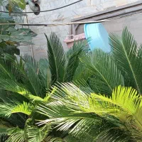 سیکاس بزرگ|گل و گیاه طبیعی|بندر انزلی, شالیور|دیوار