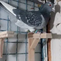 کفتر|پرنده|طرقبه, |دیوار