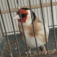 سهره دهن لر  همه چی تموم