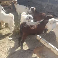 تکشاد سانن|حیوانات مزرعه|مشهد, امیرآباد|دیوار