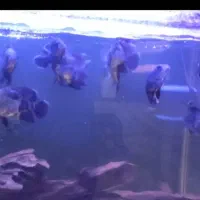 اسکار تایگر|ماهی|ارومیه, |دیوار