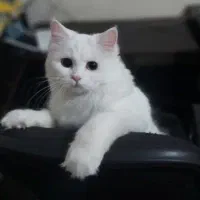 گربه پرشین کلاسیک سفید