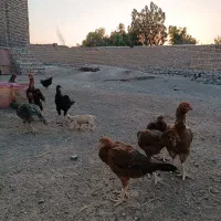 مرغ لاری و جوجه لاری اصیل|حیوانات مزرعه|سبزوار, زینبیه|دیوار