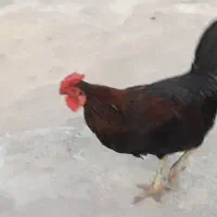 خروس جوان درجه یک