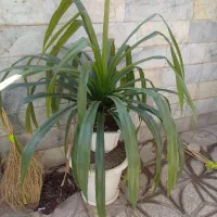 گل پاندانوس