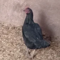 مرغ دورگه