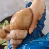 حلزون کار در منزل