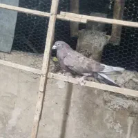 کبوتر نرو ماده