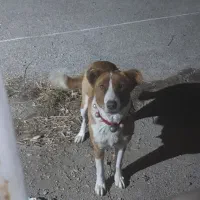 سگ ماده برا نسل کشی|سگ|گلپایگان, |دیوار