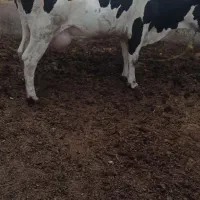 گاو زاییده باگوساله ماده