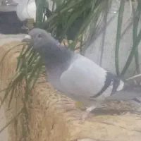 کفتر المانی