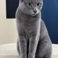 گربه راشن بلو ماده