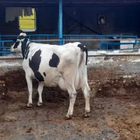 گاو شیری تلیسه با گوساله|حیوانات مزرعه|جلگه رخ, |دیوار