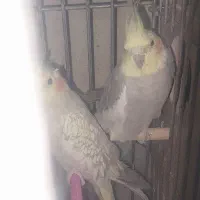 عروس هلندی|پرنده|ماهان, |دیوار