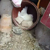 دمچتری با جوجه|پرنده|شهرکرد, |دیوار