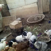 بچه خرگوش وخرگوش