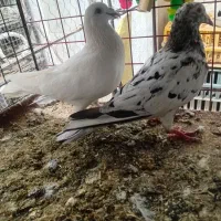 سه عدد ماده به ضمانت|پرنده|بجنورد, |دیوار