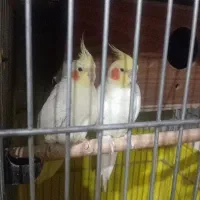 عروس هلندی نر ماده تخم گذاشتن 3عدد