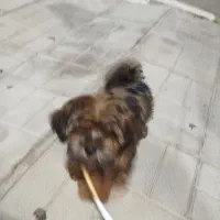 سگ شیتزو کوچولو 10سانتی|سگ|فولادشهر, مسکن مهر فولادشهر|دیوار