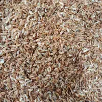 غذای ماهی گاماروس خشک و درشت